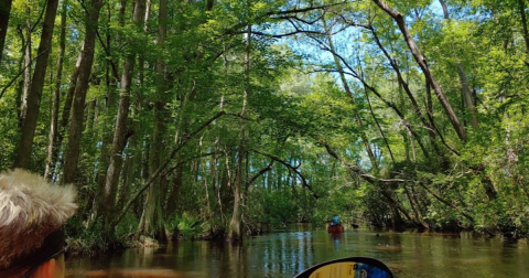 Enjoy An Incredible Outdoor Adventure In This 1,067-Acre State Park in South Carolina