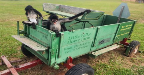 The One Oklahoma Animal Park Where You Can Feed Monkeys, Emu, And More