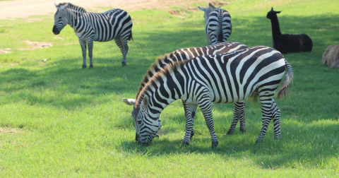 This One Mississippi Ranch Where You Can Feed Giraffes and Emus