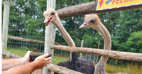 The One Pennsylvania Farm Where You Can Feed Ostriches, Camels, And Goats