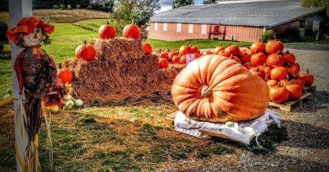Your Ultimate Guide To Fall Attractions And Activities In Michigan