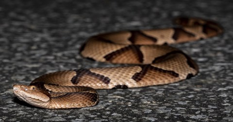 I Was Bitten By A Copperhead Snake And Here's Everything I Learned From The Experience