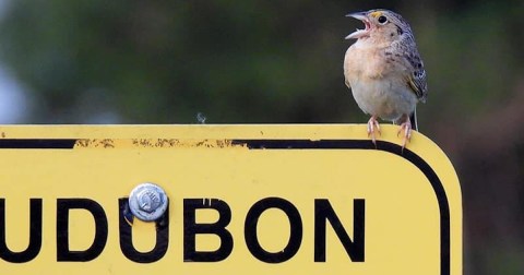 The Audubon Center In Minnesota Where You'll See Dozens Of Bird Species In A Single Afternoon