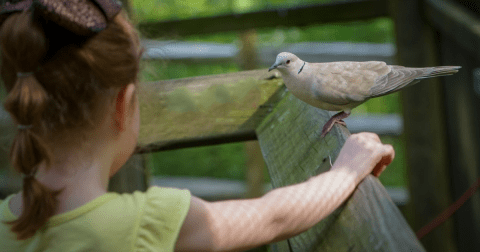 The One Northeast Ohio Sanctuary Where You Can Blue Jays And Doves